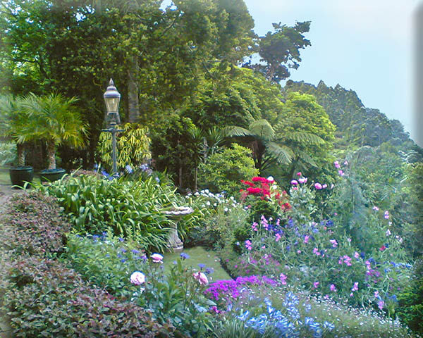 Arapito flower s